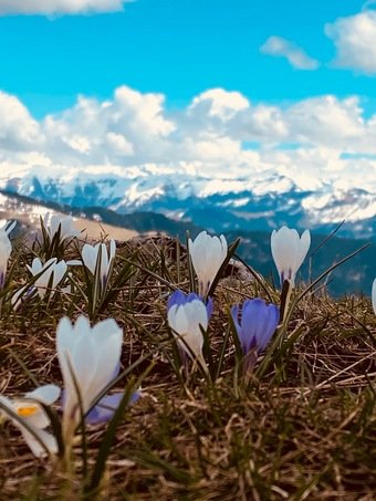 fleurs de montagnes avec le Mont Blanc en arrière plan