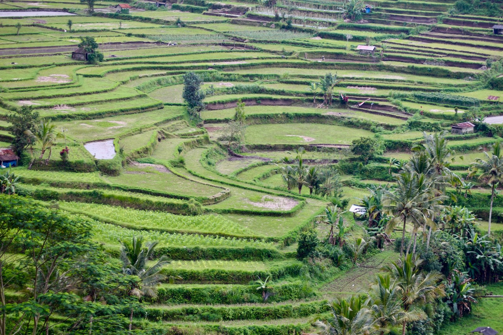 Rizière de couleur verte au Vietnam