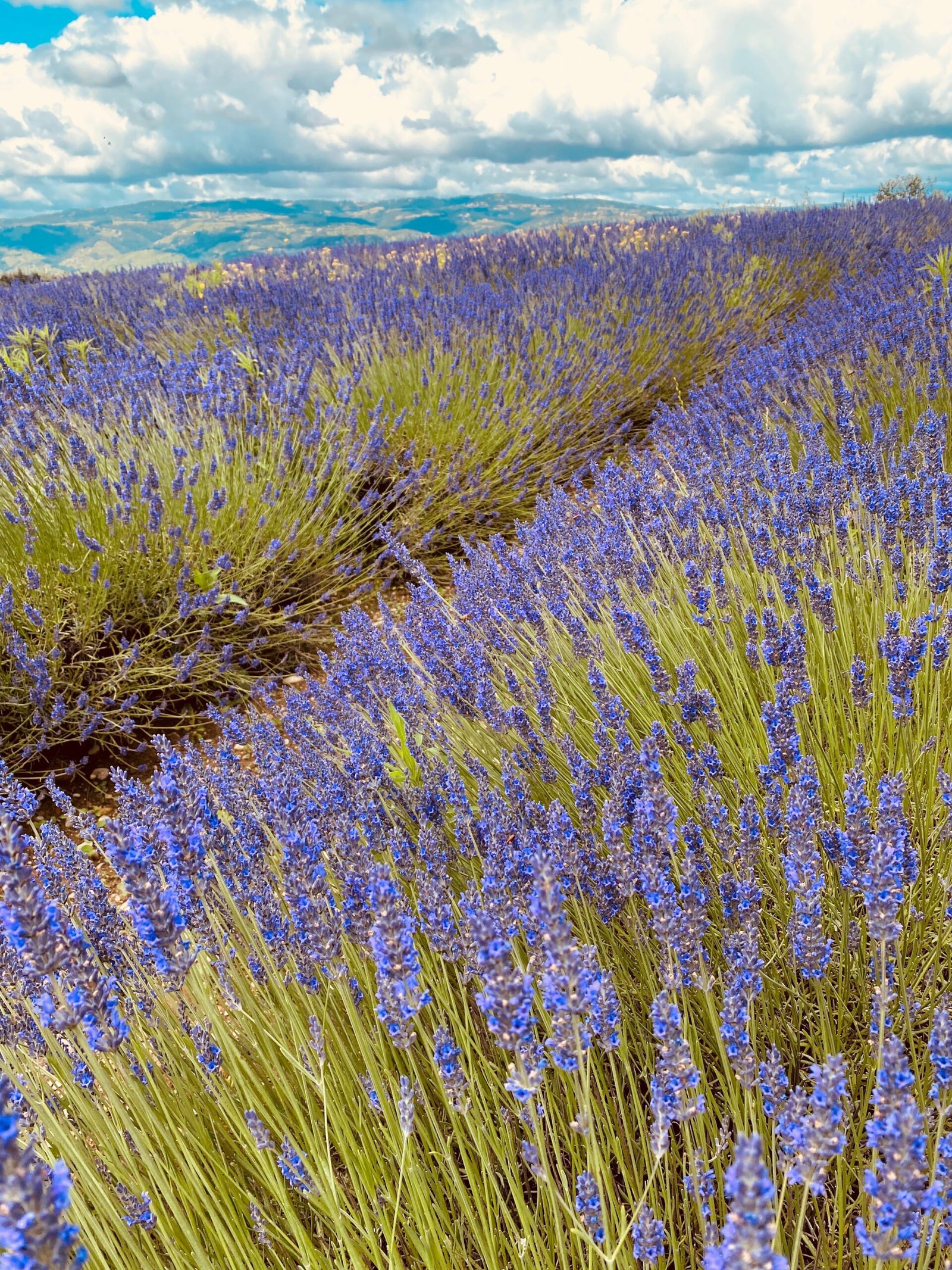 Champs de Lavande violette en Provence, sud de la France