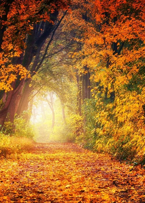 forêt aux couleurs d'automne